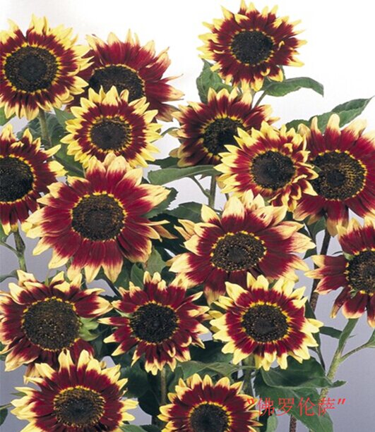 6_proc.jpg 6_proc.jpg