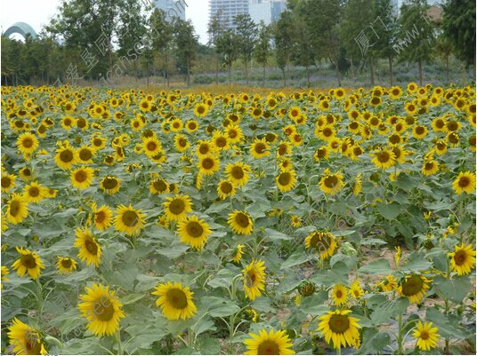 8_proc.jpg 8_proc.jpg