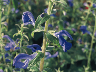 龍膽鼠尾草.jpg
